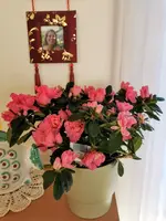 IMG_20210125_145133.webp