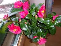 DSC01476.JPG
