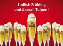 tulpen.webp