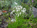 Trichophorum alpinum_Alpenhaarsimse_24.05.2020.JPG