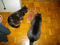 IMGP1018.webp