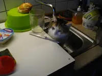 IMGP1010.webp