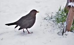 2021wntr04.jpg 2021wntr04.jpg