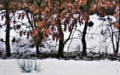 2021wntr05.jpg 2021wntr05.jpg