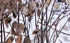 2021wntr06.jpg 2021wntr06.jpg