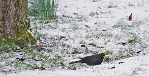 2021wntr11.jpg 2021wntr11.jpg