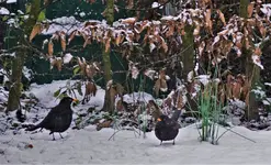 2021wntr12.jpg 2021wntr12.jpg