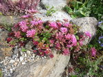 Sedum spurium „ Fuldaglut_05.07.2020.JPG