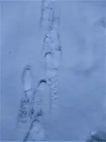 IMG_20210117_105627_1.webp IMG_20210117_105627_1.webp