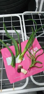 20210129_220703.webp
