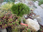 Taxus baccata_Grüne Kugel_23.10.2016.JPG