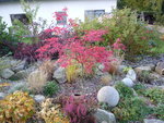 Acer palmatum „ Shirazii „.JPG