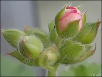 c013.jpg