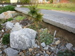 Larix decidua _Krejci_23.10.2016.JPG