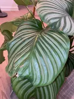 Einzelnes Blatt.webp