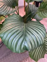 Einzelnes Blatt 2.webp