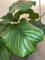 Einzelnes Blatt 3.webp