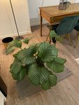 Calathea im Ganzen.jpg