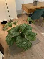 Calathea im Ganzen.webp