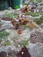 Aesculus hippocastanum_Monstrosa_Rosskastanienmutation_13.04.2019.JPG