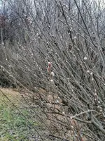 IMG_20210131_163225.webp