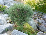 Pinus mugo_Little Lady_23.10.2016.JPG