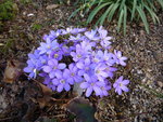 Hepatica_Christa Kahl_29.03.2019.JPG