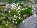 Silene quadrifida_02.06.2018.JPG