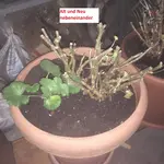 Rundtopf.webp
