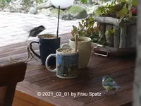 Forum Vögel Fetttassen Terrassentisch 2021_02_01 P1160442.webp Forum Vögel Fetttassen Terrassentisch 2021_02_01 P1160442.webp