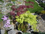 Acer palmatum dissetum+Acer palmatum filigree_06.05.2018.JPG