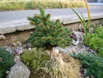 Picea abies Wazlawiz_Hofberg_23.10.2016.JPG