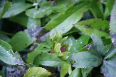 DSC09580.webp