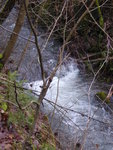 P1020508Brambecke.JPG
