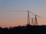 P1020525Dohlen vor Sonnenaufgang.JPG