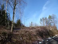 P1020535Trockenschäden.JPG