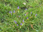 P1020560Elfenkrokus.JPG