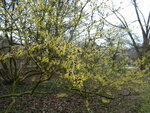 P1020561Hamamelis mollis.JPG