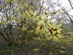 P1020562Hamamelis mollis.JPG