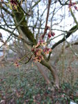 P1020563Hamamelis japonica.JPG