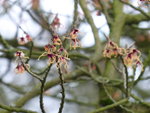 P1020565Hamamelis japonica.JPG