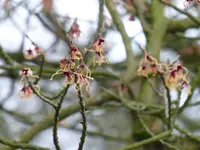 P1020565Hamamelis japonica.webp