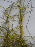 P1020569Winterjasmin.JPG