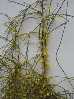 P1020569Winterjasmin.webp