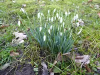 P1020575Schneeglöckchen.webp