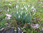 P1020575Schneeglöckchen.JPG