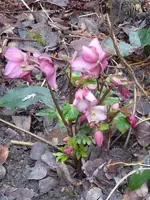 P1020580Lenzrose.webp