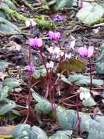 P1020585Vorfrühlingsalpenveilchen.webp
