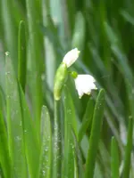 P1020592Sommerknotenblume.webp