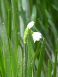 P1020592Sommerknotenblume.JPG